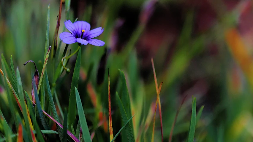 a blue flower sitting on top of a lush green field