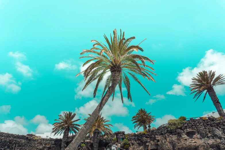 palm trees grow on the edge of a rock wall