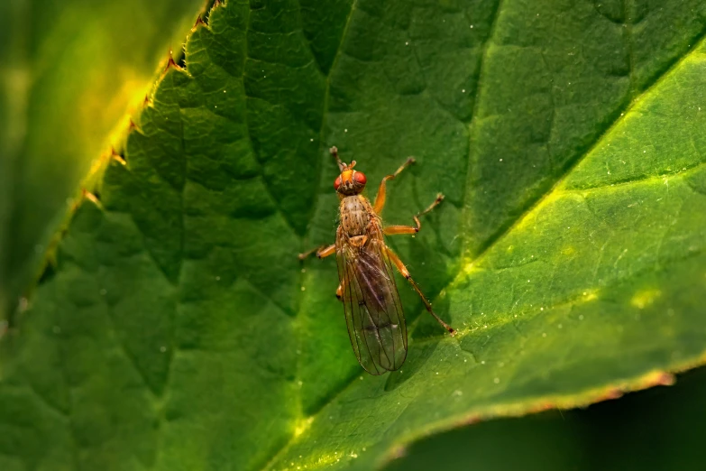 two flys on top of leaves with water droplets