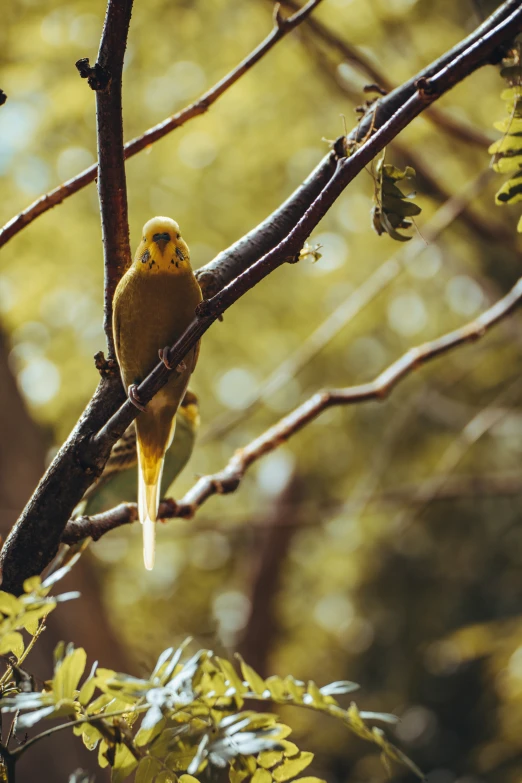 a bird on a tree nch in front of leaves