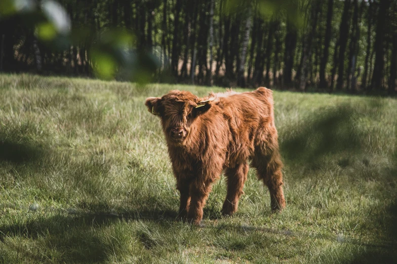 there is a small cow in the grassy field