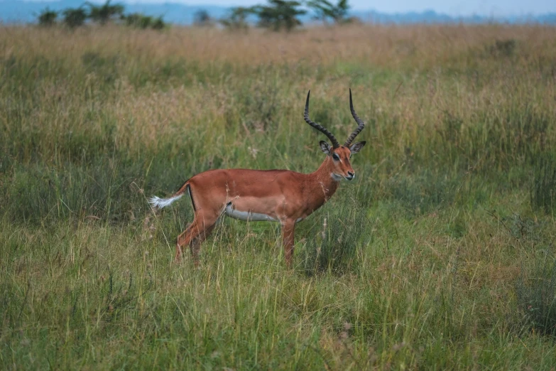 a young gazelle with very large antlers in a field