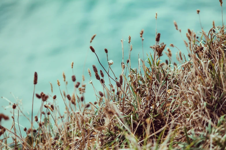 an image of a close up of grasses