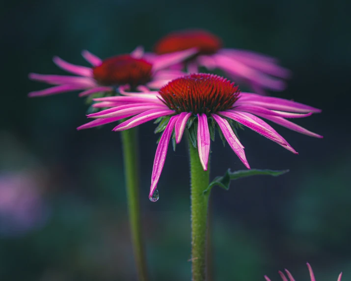 the large pink flowers are blooming on the stem