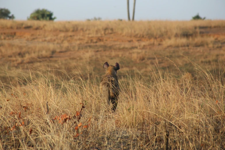 a small hyena standing alone in tall brown grass