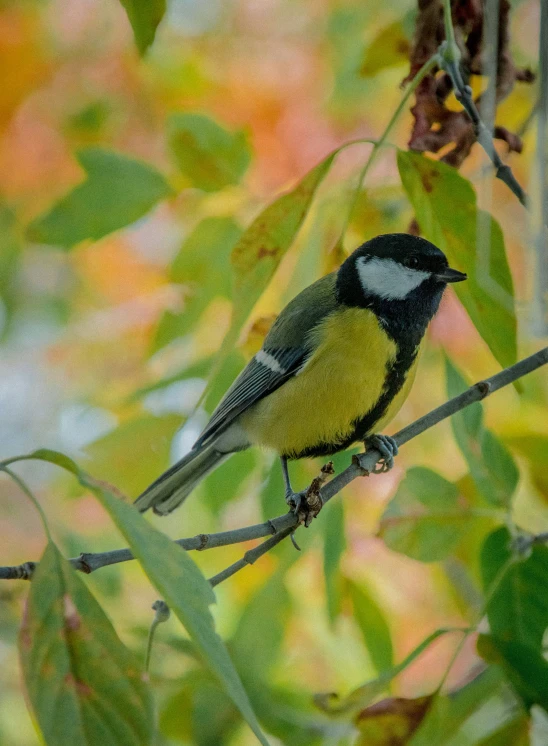 a small bird sits on top of a leafy tree nch