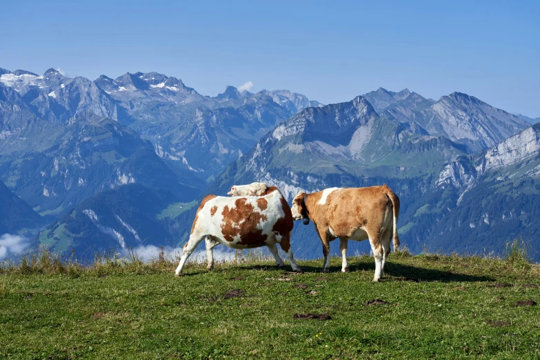 two cows in a field next to some mountains