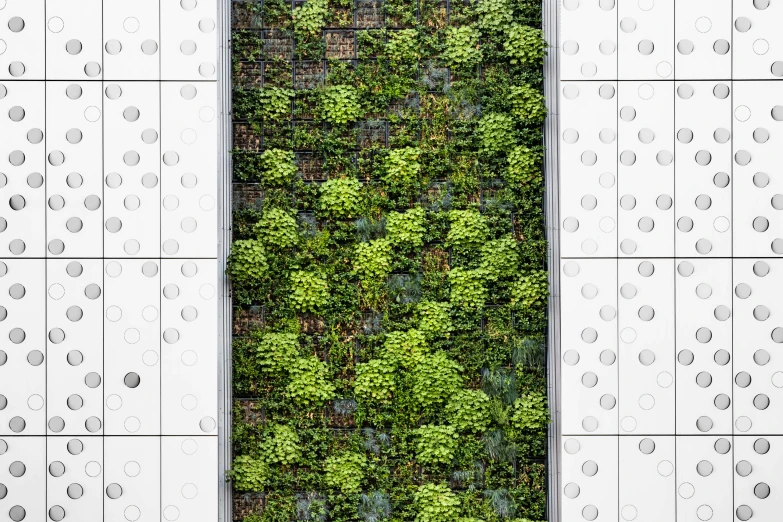 a white wall with plants growing on it