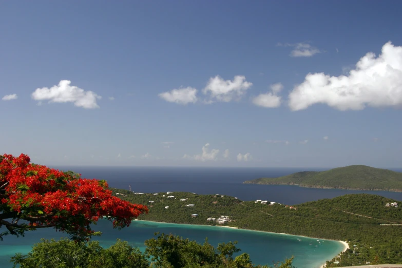 an ocean beach with flowers in the foreground