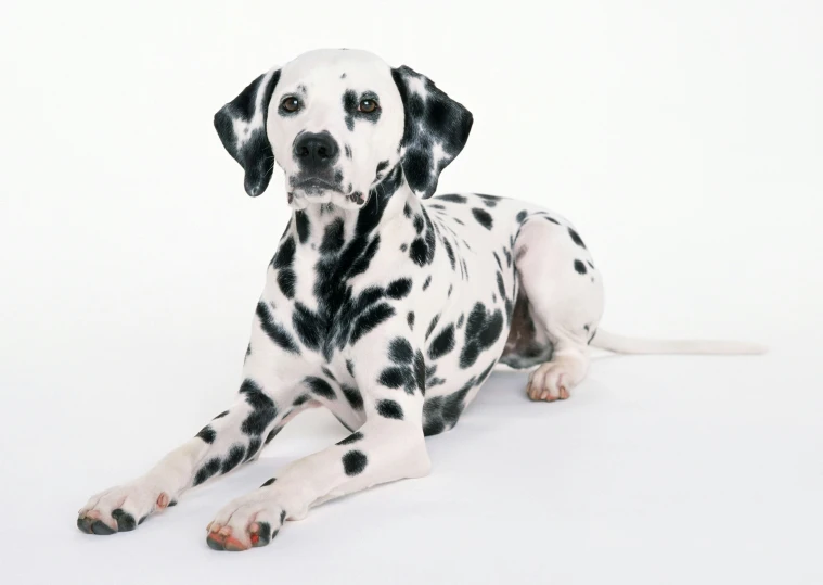 a spotted dog laying down on the floor