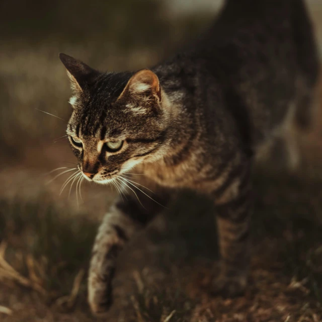 a brown and black cat walking in the field