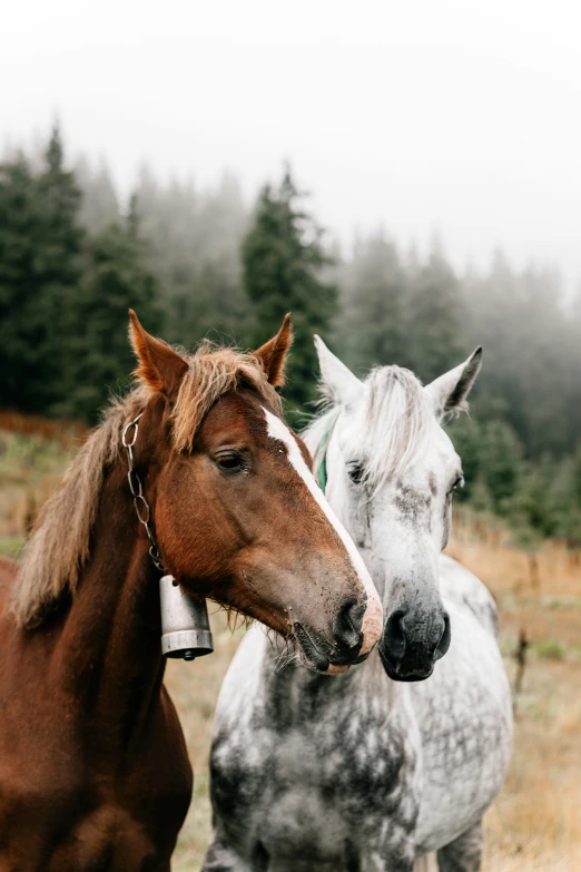two horses are standing close together in a field