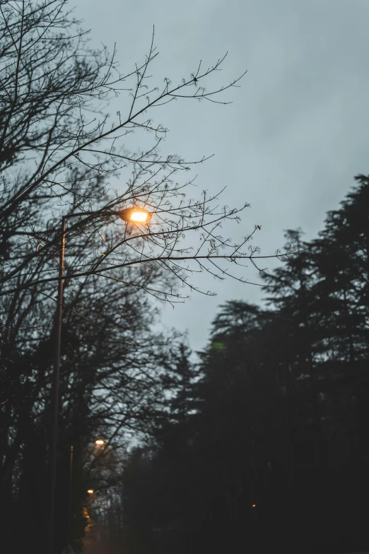 a street light surrounded by trees at night