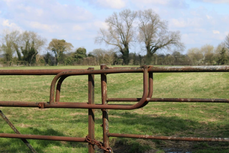 a close up view of a gate with an animal's head resting on the rusted rails