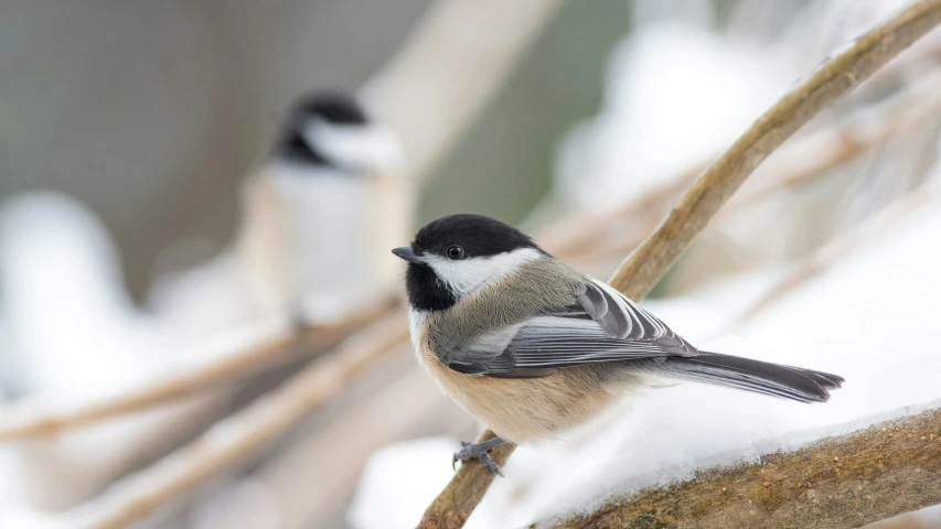 the bird sits on the nch by itself in the snow