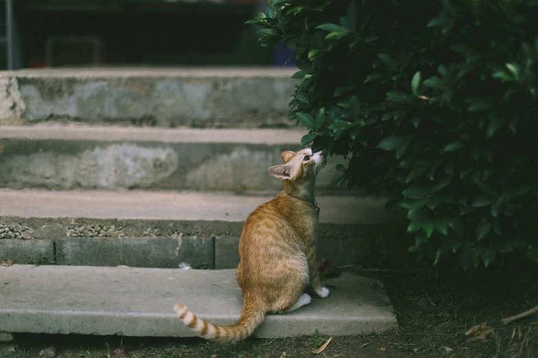 an orange tabby cat sitting on steps looking up