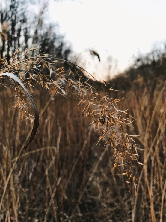 long grasses blowing in the wind in a marsh