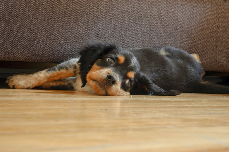 a cute dog lays down on the floor