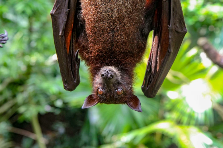 a bat hanging upside down with its head on another bat