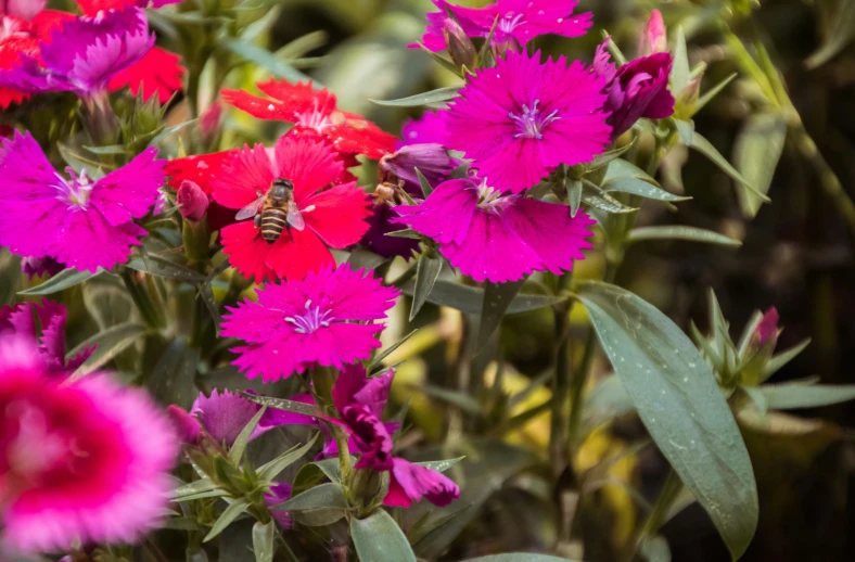 a bee on the side of the flower that is pink