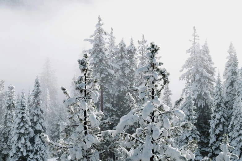 some snow trees and one skier is skiing down hill