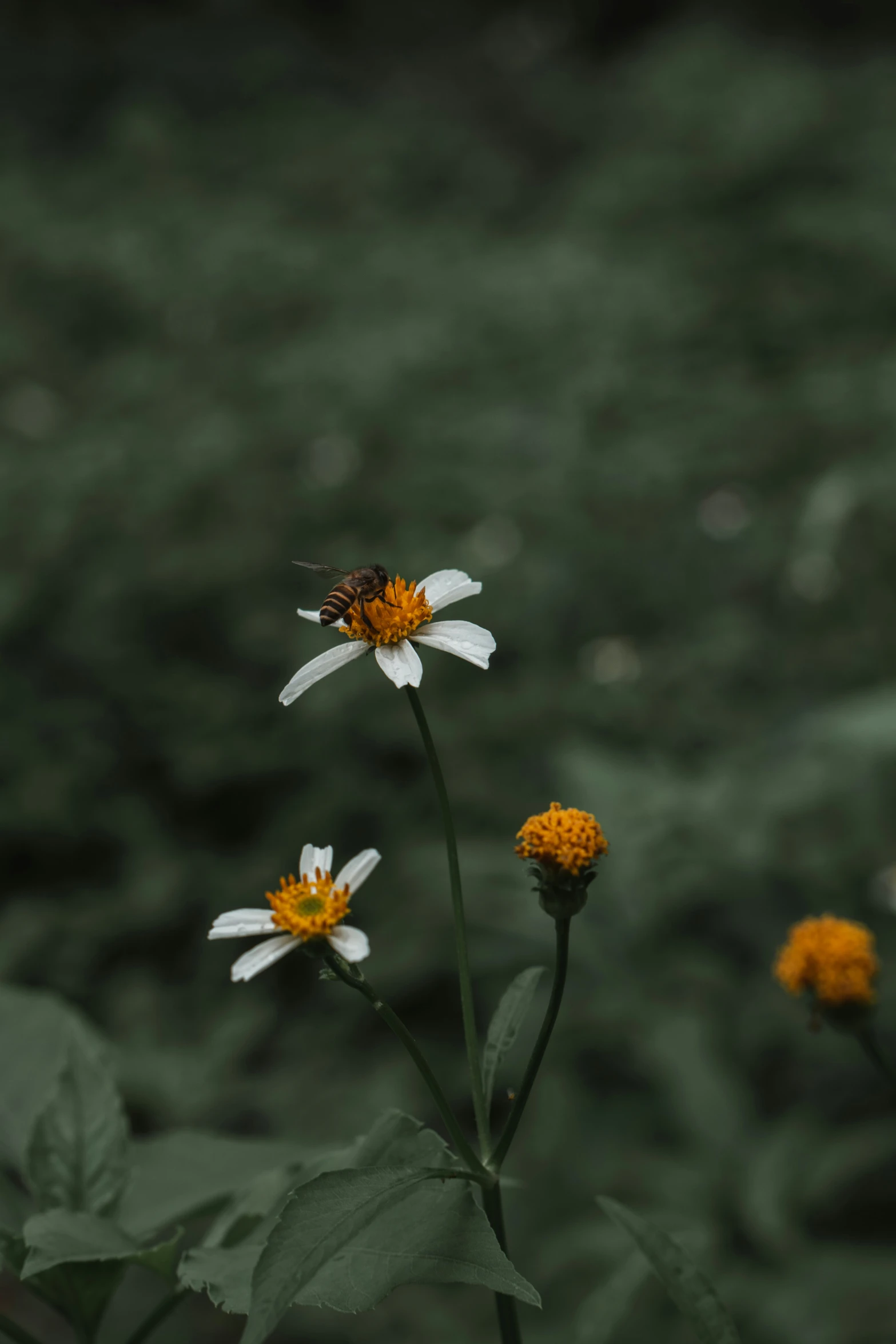 a close up of flowers near by a grass background