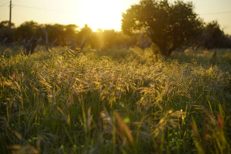 sunlight shines through the grass with an apple tree in the background