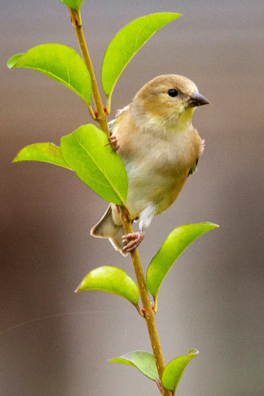 a small bird sitting on top of a green plant