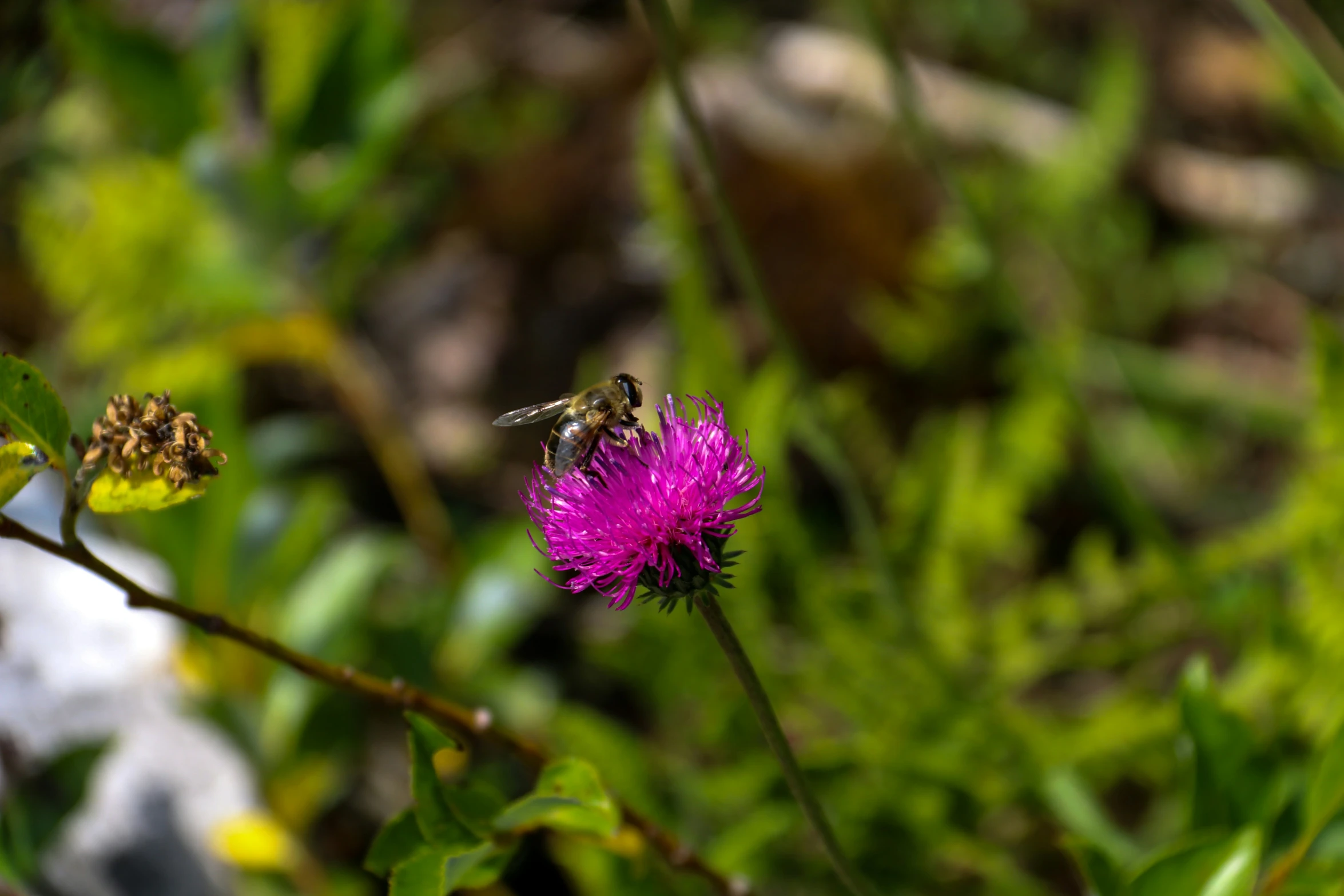 a single purple flower sits in the midst of green plants