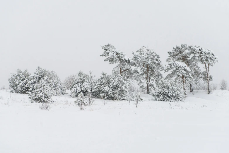 a bunch of trees in the snow on a snowy day