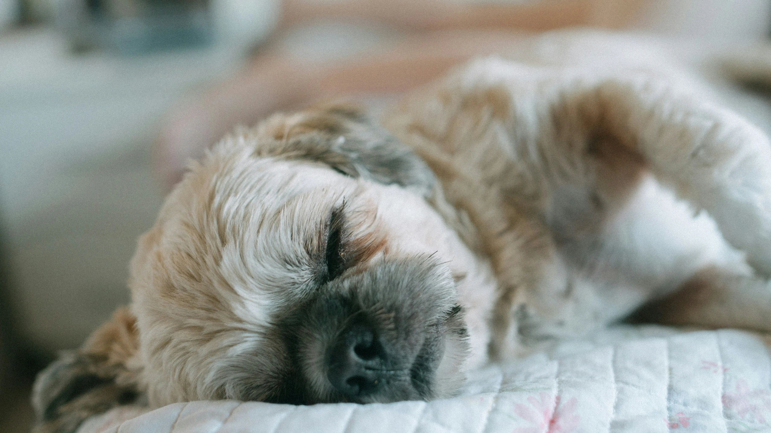 a large white dog laying on top of a bed