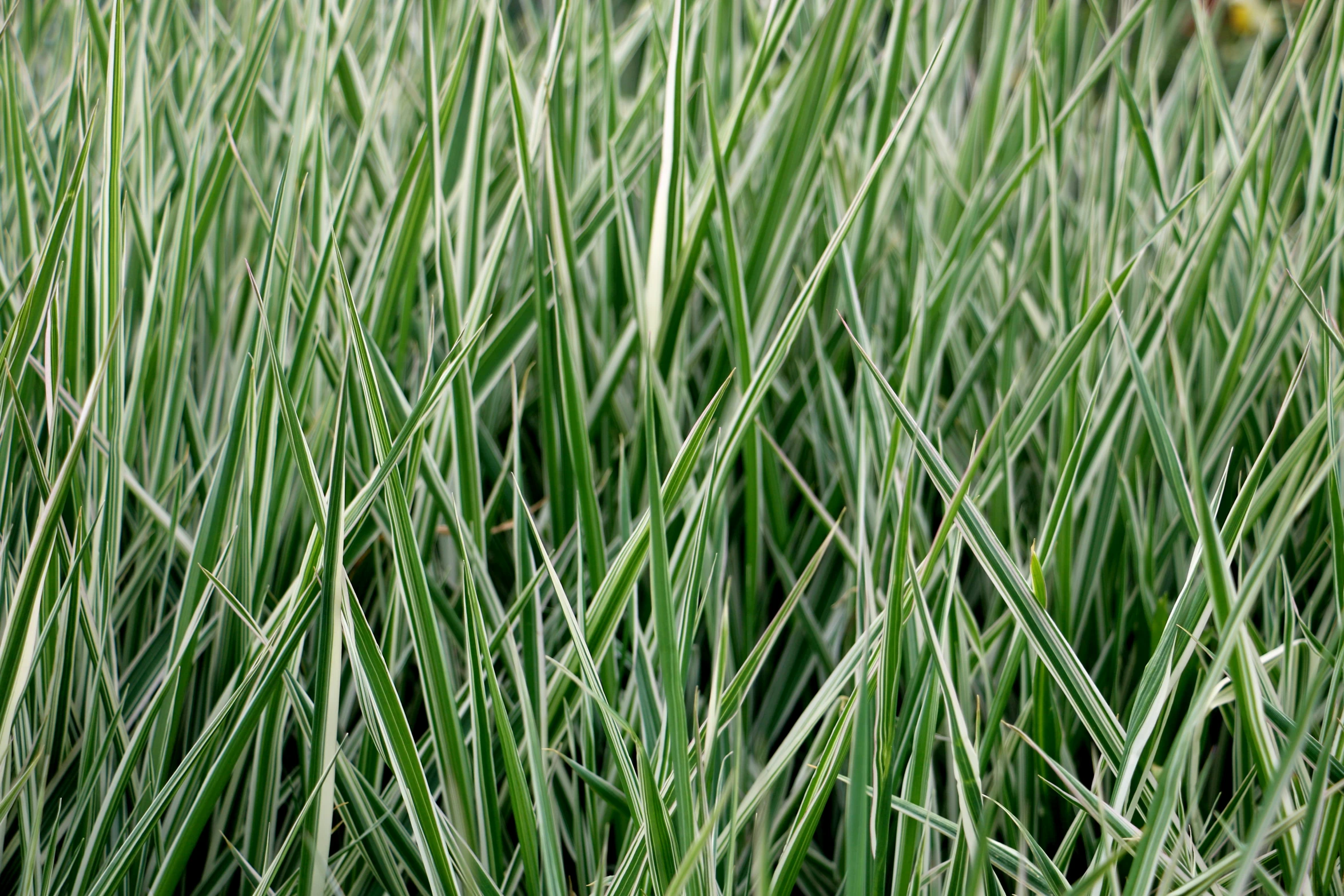 a field full of green grass and birds in the distance