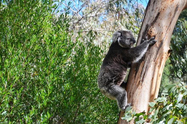 a koala bear sitting in the trees