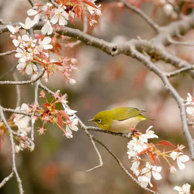 a yellow and green bird perched on a tree