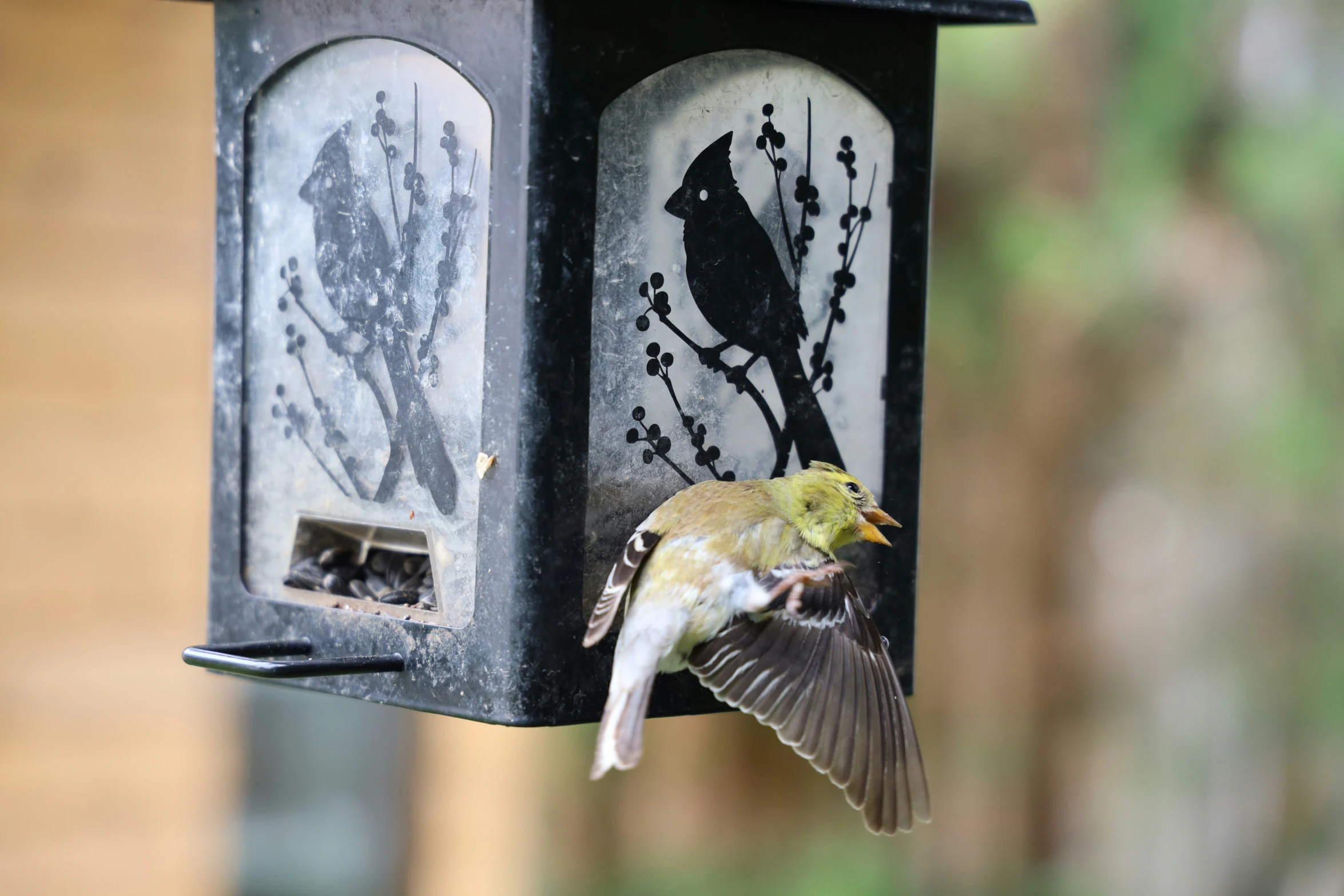 small bird standing on a black birdhouse that has trees in it