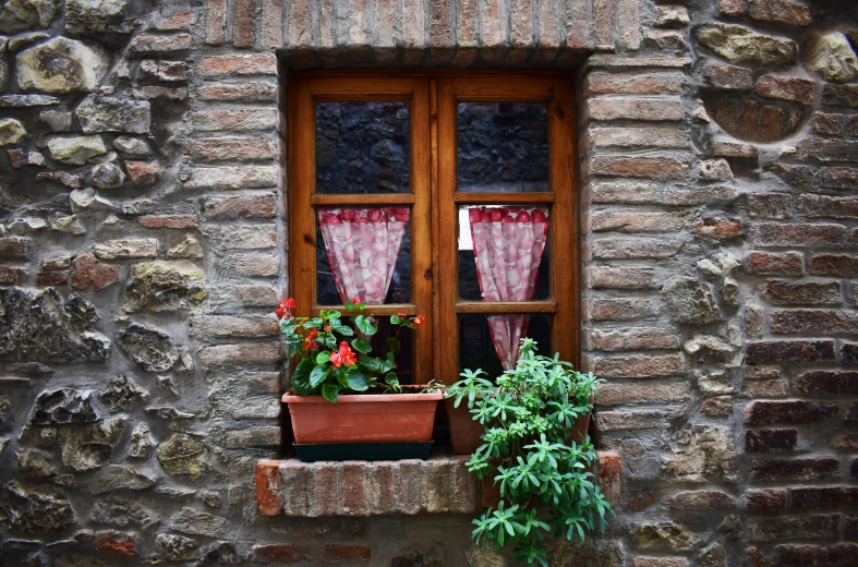 some flowers in a window boxes next to plants