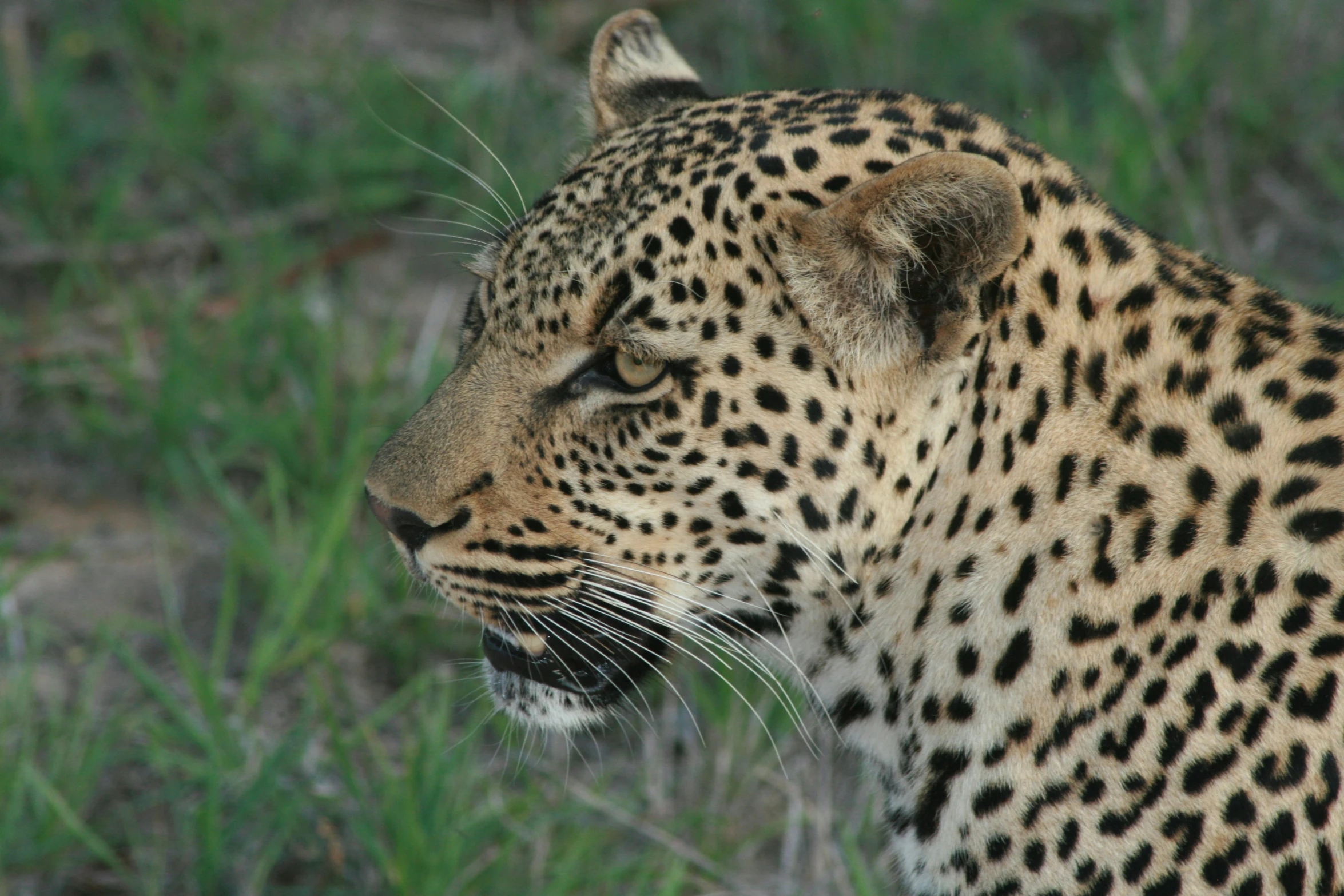 a big, leopard with its mouth open, staring out