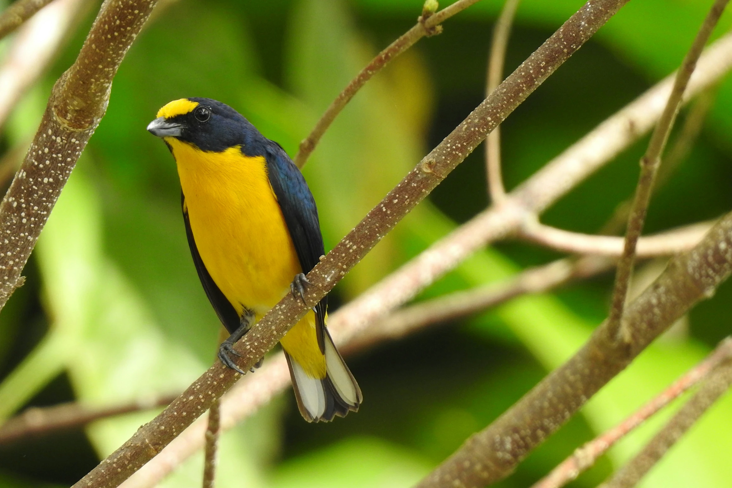 a yellow, black and white bird sitting on a tree nch