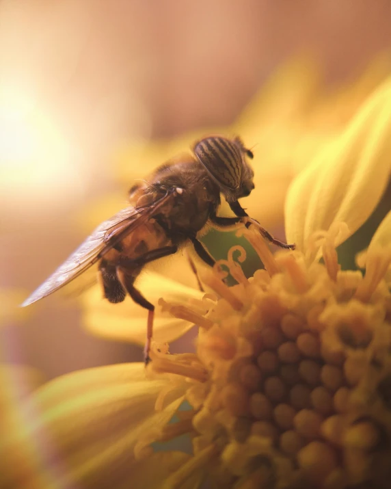 a large brown bee sitting on top of a flower