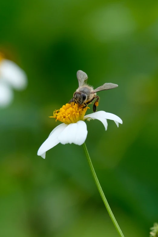 a bee sitting on the edge of a flower