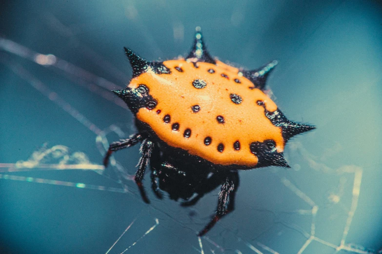 a close up image of a spider with long legs