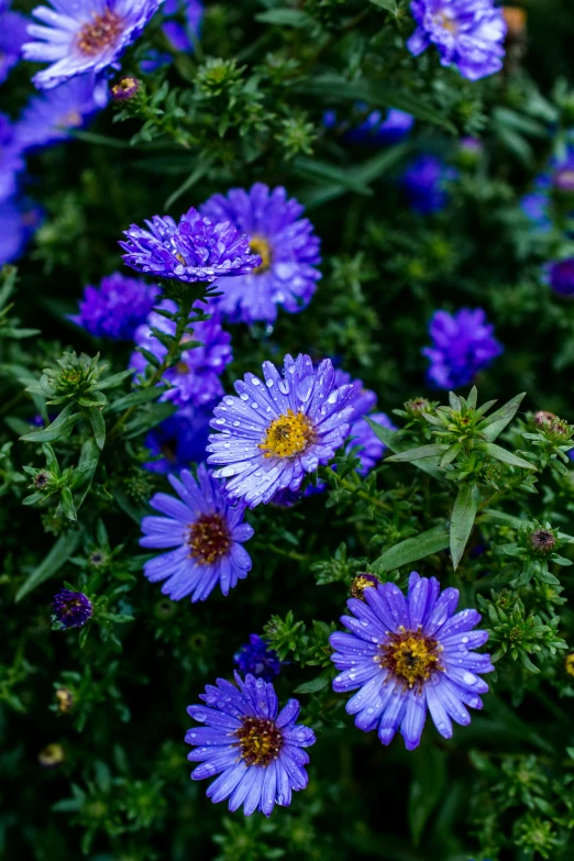 a close up s of many purple flowers