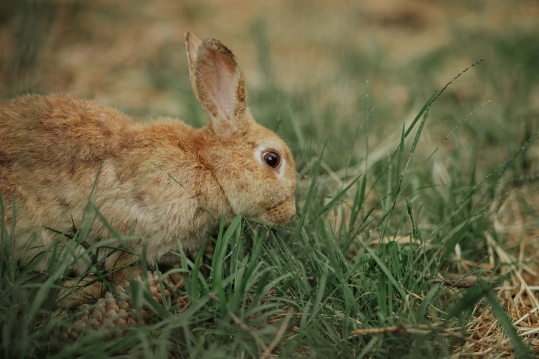 a little brown rabbit sitting in the grass