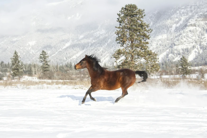 horse running through snow near mountains during daytime