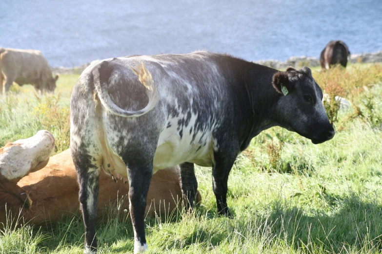 a herd of cattle grazing on a lush green field