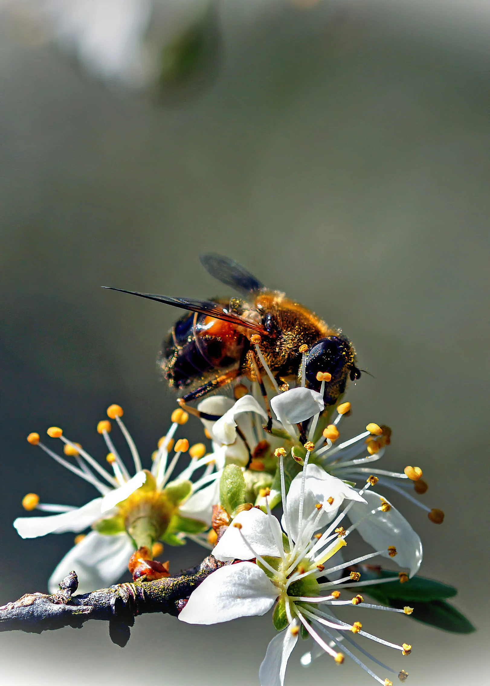 a bee flies on a white flower with yellow and orange petals