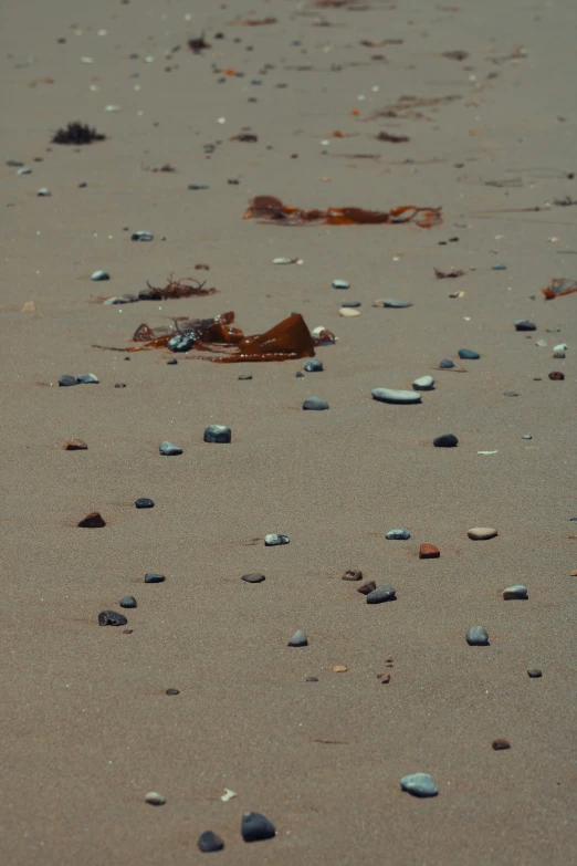 small shells and seaweed are laying in the sand