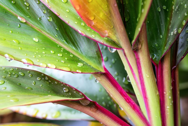 a green plant with drops of water on it