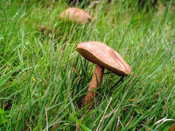 a mushroom sitting on the ground in tall grass