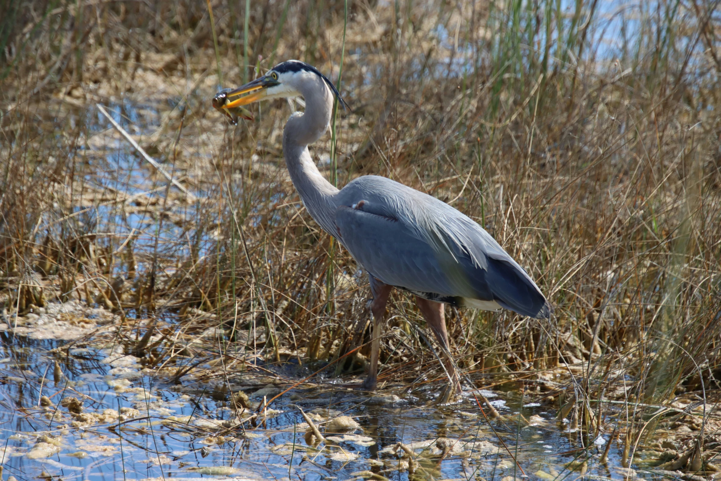 a long legged bird is in the tall brown grass